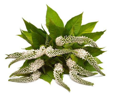 Lysimachia clethroides Free Stock Photos, Images, and Pictures of Lysimachia clethroides