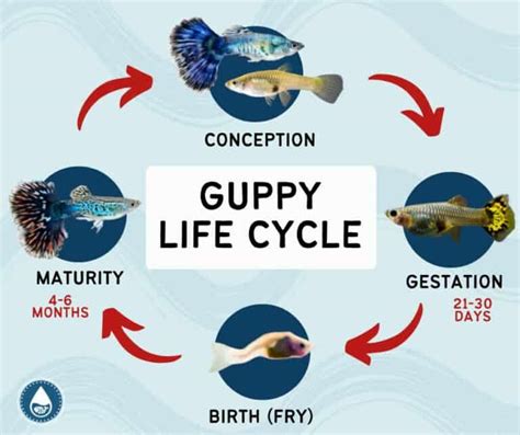 Guppy Life Cycle and Growth Stages - Guides and More