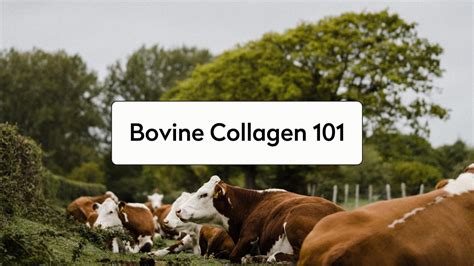 What Is Bovine Collagen? Health Benefits & How It Works – Planet Paleo UK