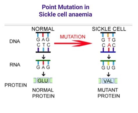 Pin on genetics