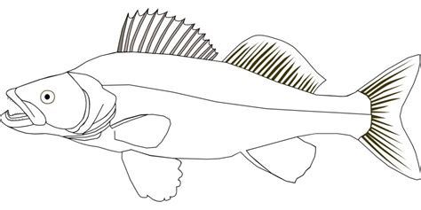 Walleye fish drawing free image download