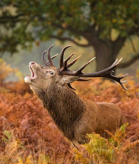 . Photography by © (Mark Bridger). Deer #nature #deer #red #fall #animal #wildlife | Deer habitat