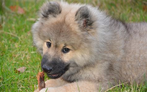 Pictures puppies Eurasier Dogs Grass Snout Glance animal 1920x1200