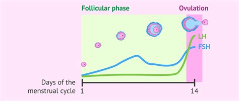 What is the follicular phase of the menstrual cycle. How long does it last?