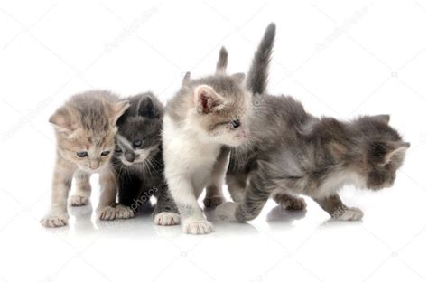 Little fluffy kittens playing — Stock Photo © tandemich #5834856