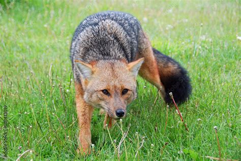 The culpeo (Lycalopex culpaeus), sometimes known as the culpeo zorro or ...