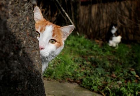 London serial cat killer turns out to be a fox | New Straits Times ...