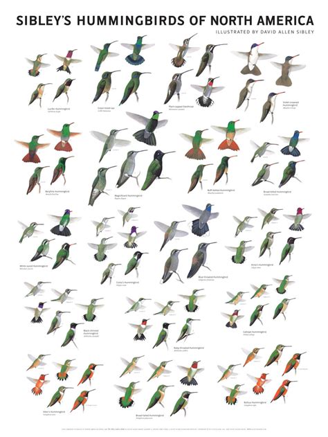 Sibley's Hummingbirds of North America - Etsy | Bird identification ...