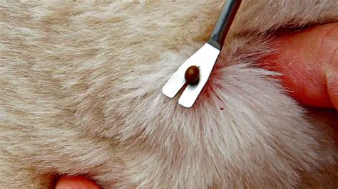 The Easiest & Best Way To Remove A Tick From Your Body Or Your Dog's Body (...Even Very Tiny ...