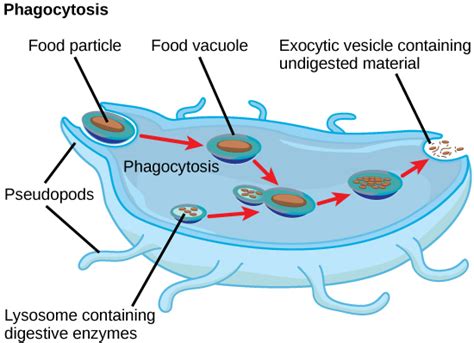 The Endomembrane System and Proteins | Boundless Biology