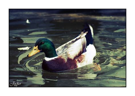 Anatinae | Patos del Jardín Pedro Luis Alonso,Malaga. De est… | Flickr