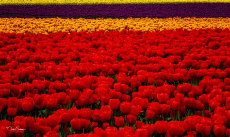 Tulips of Skagit County, Washington - Jack Graham Photography