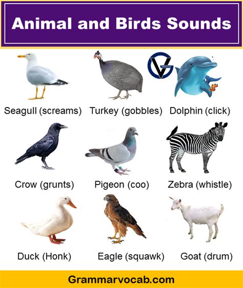 100+ Animals and Birds Sound List - Vocabulary - GrammarVocab