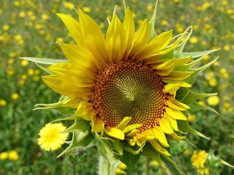 SUNFLOWER.....BING IMAGES.... | Sunflower, Bing images, Image