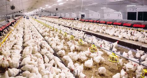 Ohio egg farm becomes the latest to slaughter over 1.3 million chickens ...