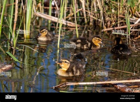 Mallard ducklings swimming amongst reeds Stock Photo - Alamy