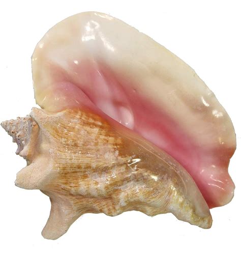 Huge Conch Shell, Bahama Pink Slit Back 8-10" Queen Seashell, Decorative Natural Extra Large ...