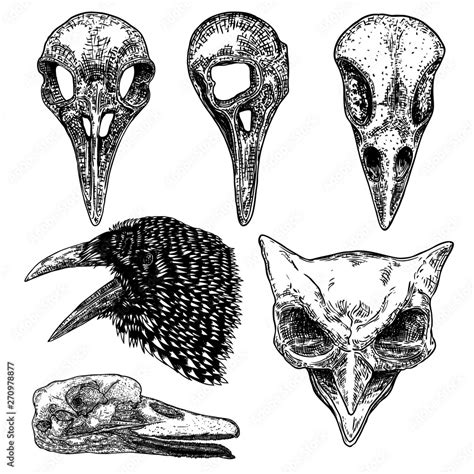 Set of bird raven skull. Hand drawn crow skull, owl, and duck line art sketch of animal head ...