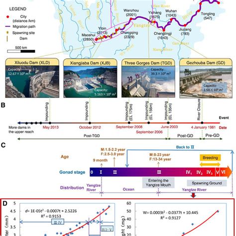 Variation of Chinese Sturgeon Population Size in the Yangtze River and ...