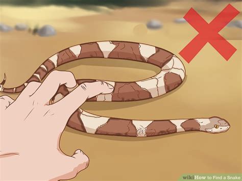 How to Find a Snake