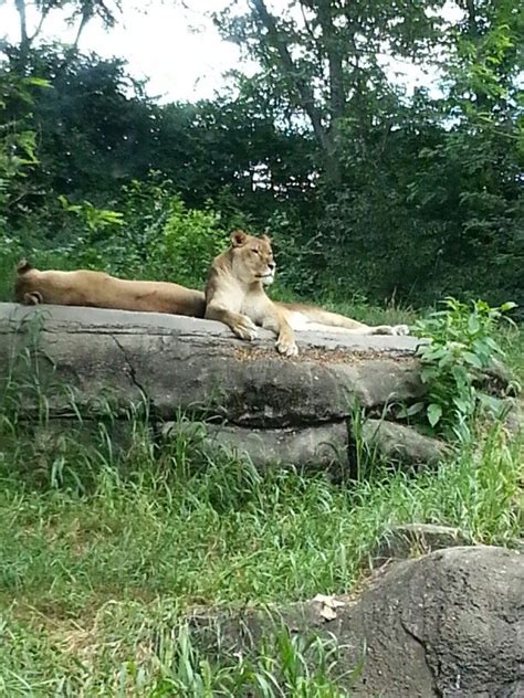 Pittsburgh Zoo | Pittsburgh zoo, Pittsburgh, Zoo