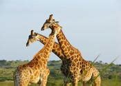 Bonamanzi Game Reserve in Hluhluwe - KwaZulu-Natal Nature Reserves