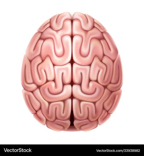 Human brain anatomy structure 3d icon Royalty Free Vector