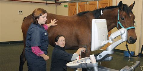 Best Equine Vet Near Me - Photos All Recommendation