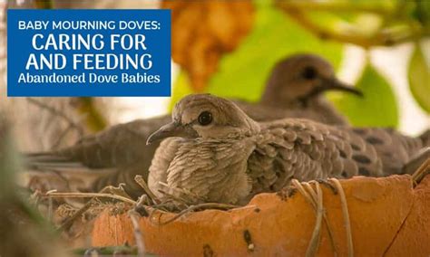 Baby Mourning Doves: Caring for and Feeding Abandoned Dove Babies ...