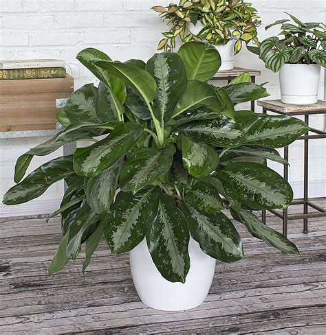 16 Low-Maintenance Houseplants Most Likely to Survive All Year Long ...