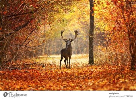 fallow deer stag in beautiful autumn forest - a Royalty Free Stock Photo from Photocase