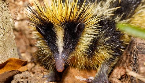 News: The wonderfully weird world of tenrecs – 2000 Daily