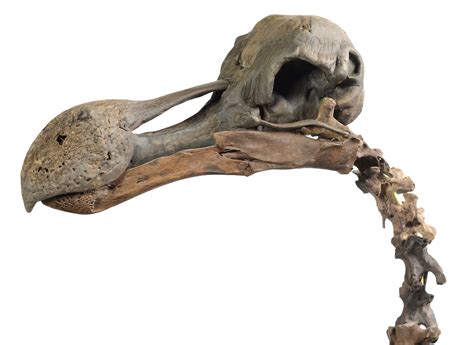 Dodo Skeleton Brings $430,953 At Summers Place Auctions