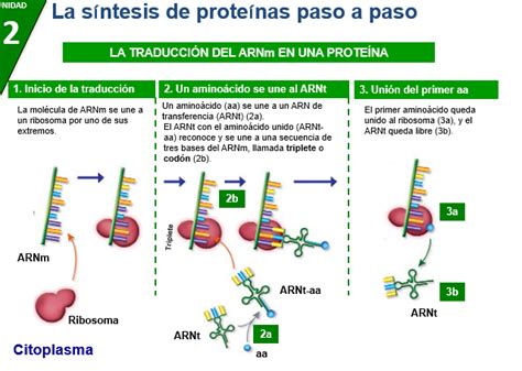 TOMi.digital - LA SINTESIS DE PROTEINAS