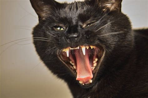 Angry Cat. A black cat growling with anger , #Aff, #black, #Cat, #Angry ...