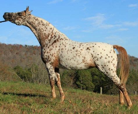 Arab/Appaloosa cross | Horses, Appaloosa horses, Horse breeds