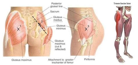 Hip Abductor: Muscles, Stretching & Strengthening Exercises | Hip muscles anatomy, Tight leg ...