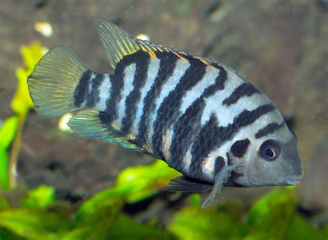 Convict Cichlid | A to Z Guide - Care, Tank Mates, Size, and Diet ...