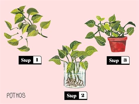 3 Easy Ways To Propagate Plants You Have At Home - Chatelaine