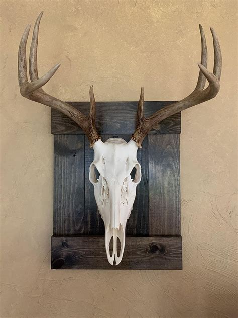 Cool Deer Skull Mounts