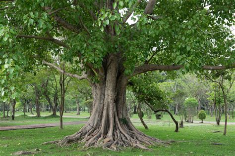 A Comprehensive Care Guide for Ficus Bonsai - Hooked on Bonsai