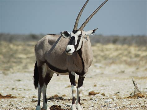 Antelope - Gemsbok Information for Kids