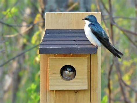 Cedar Tree Swallow Bird House (Long Lasting / Non-Toxic) – Eden Green Farm