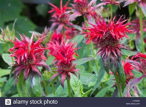 MONARDA 'CAMBRIDGE SCARLET' Stock Photo, Royalty Free Image: 138878625 - Alamy