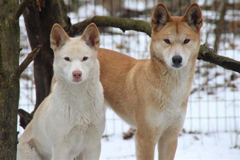 Australian Dingo - Binder Park Zoo