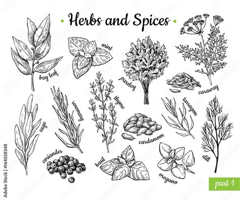 Herbs and Spices. Hand drawn vector illustration set. Engraved style flavor and condiment ...