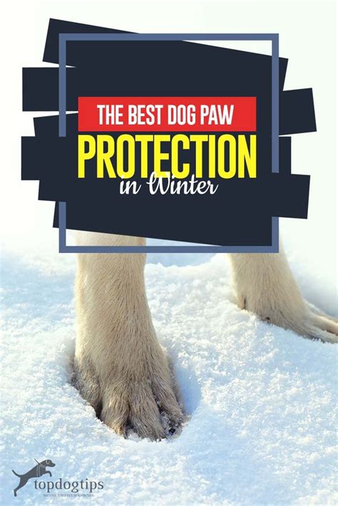 5 Ways of Protecting Your Dog's Paws in Winter | Dog paw protection, Winter dog, Dog paws