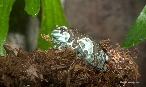 Amazon milk frog - San Francisco Zoo & Gardens