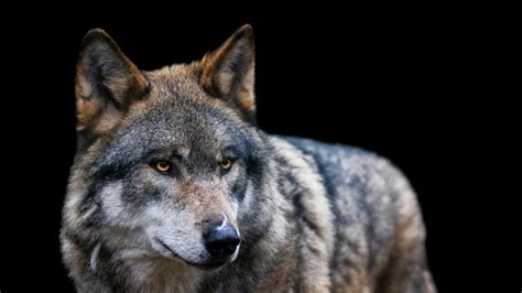 Lobos - ¿cuántas especies hay? ¿De qué se alimentan? ¿Son peligrosos?