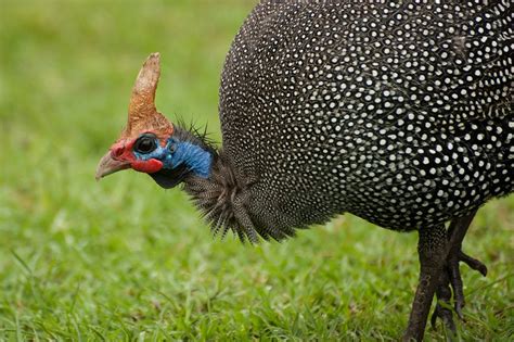 Impressive Facts About Guinea Fowls – Animal Encyclopedia